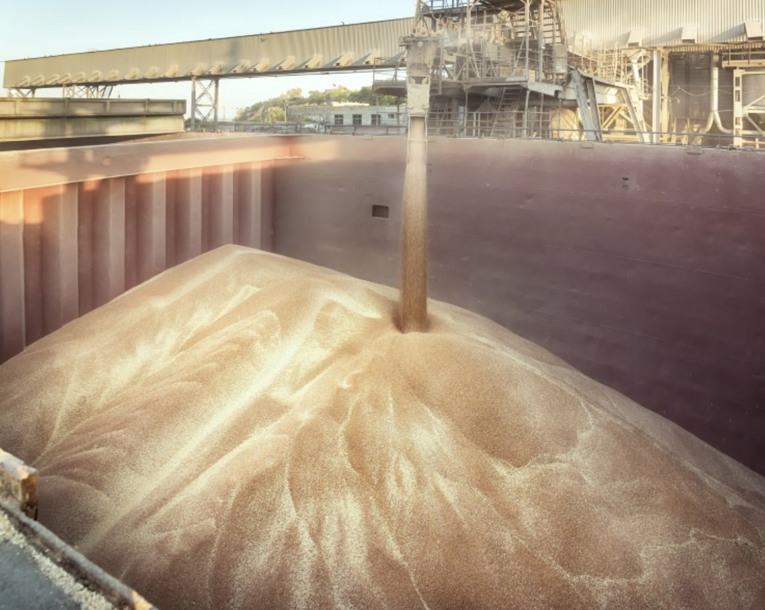 Экспортные цены на российскую пшеницу c протеином 12,5% с поставкой в марте на прошедшей неделе снизились впервые с конца января – на $2, до $248/т FOB,…