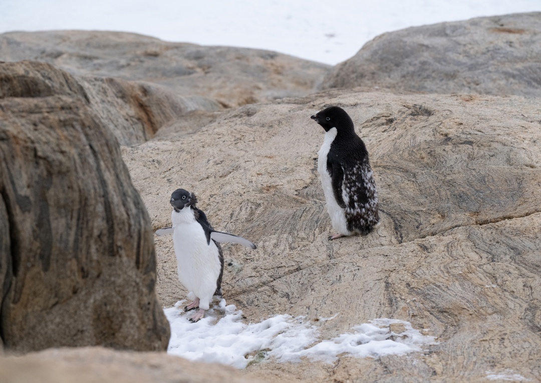 Нормально, «Василий»? Отлично, Константин!