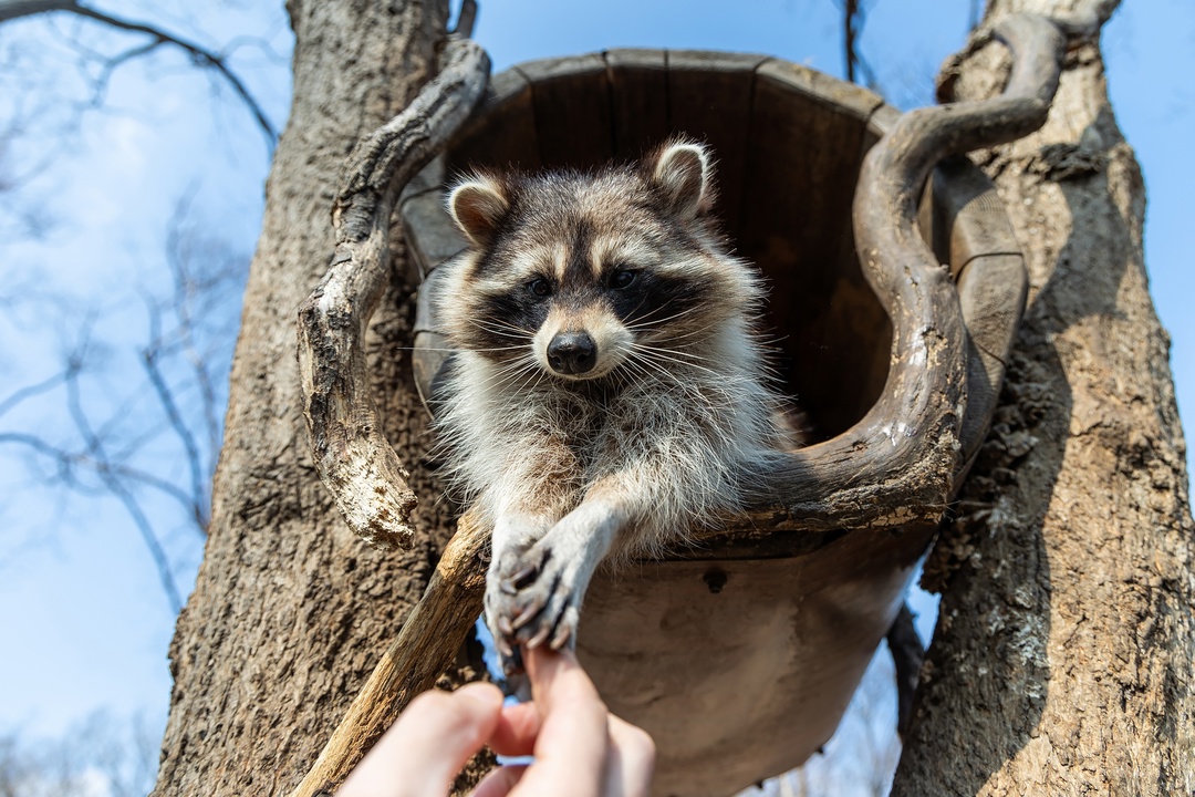Котики бывают очень большими и грозными, но в заботе нуждаются не меньше обычных