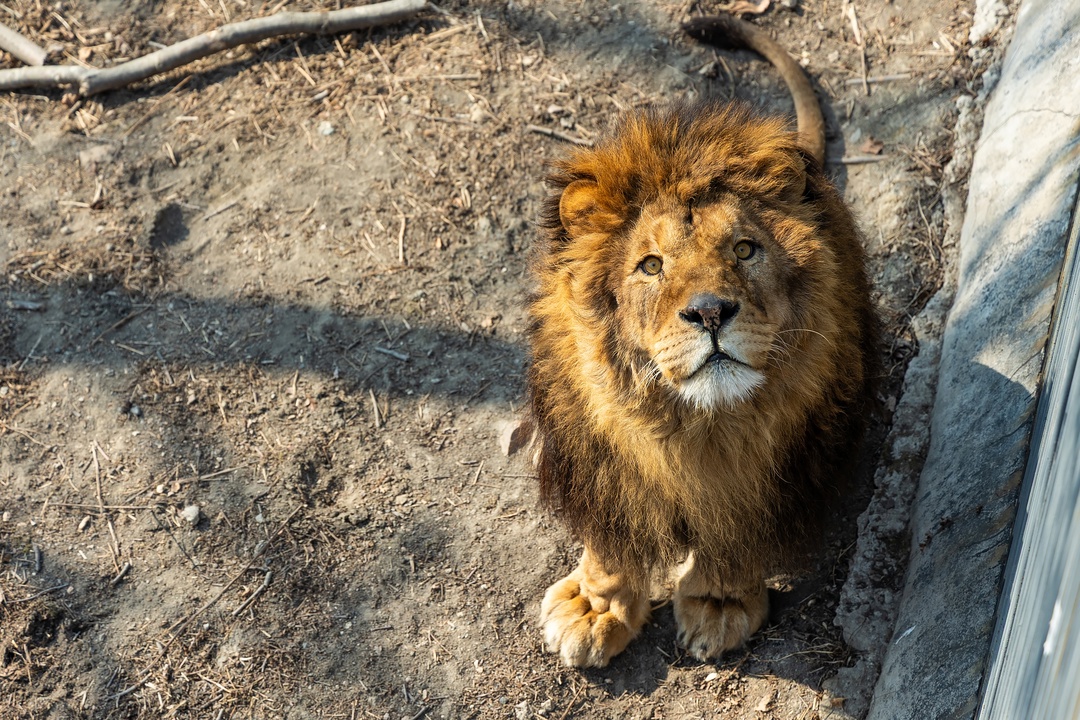 Котики бывают очень большими и грозными, но в заботе нуждаются не меньше обычных
