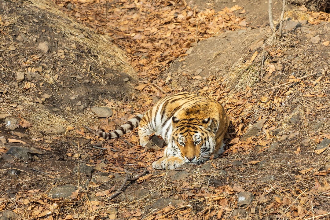 Котики бывают очень большими и грозными, но в заботе нуждаются не меньше обычных