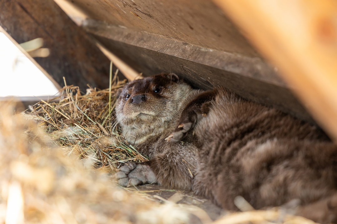 Котики бывают очень большими и грозными, но в заботе нуждаются не меньше обычных