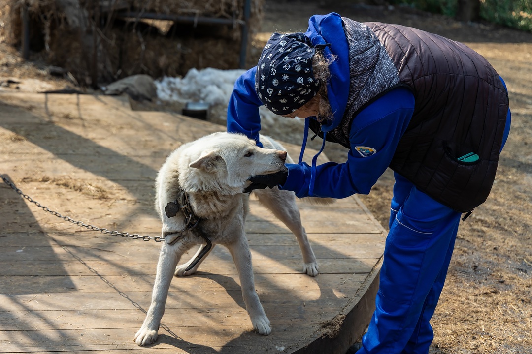 Котики бывают очень большими и грозными, но в заботе нуждаются не меньше обычных