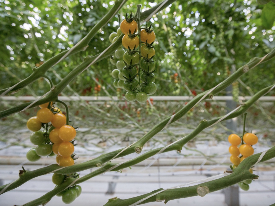 Губернатор Хабаровского края Дмитрий Демешин и президент холдинга «Эко-культура» Александр Рудаков подписали соглашение о намерениях по сотрудничеству…