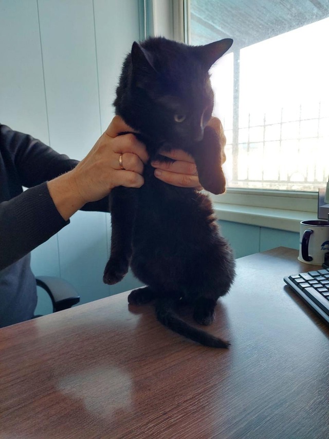 Невероятная история про кота-путешественника!