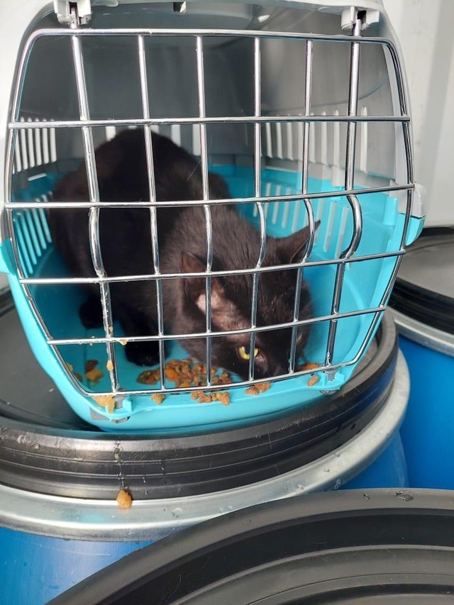 Невероятная история про кота-путешественника!