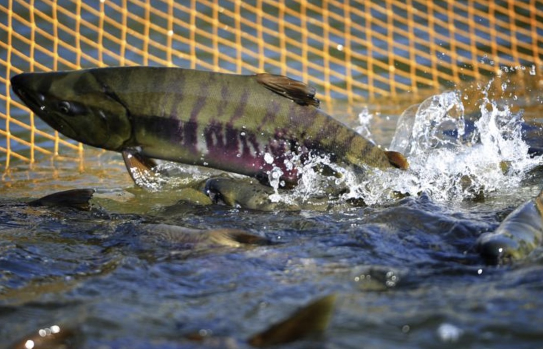 Селекционный центр по разведению ценных пород рыбы - муксуна, чира и сига - построят в Кондопожском районе Карелии. Объем инвестиций составит около 60 млн…