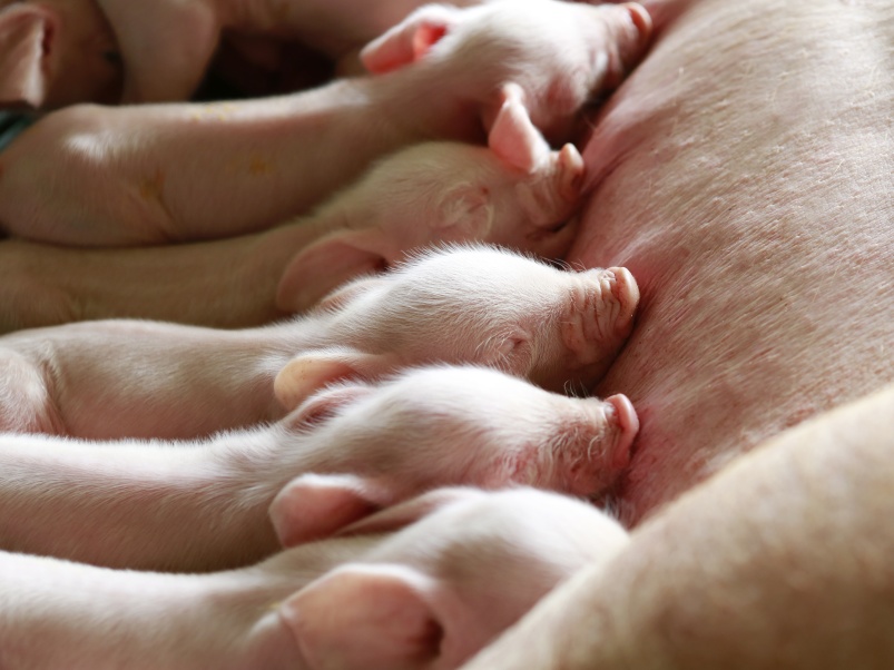 Как повысить сохранность поросят при раннем отъеме