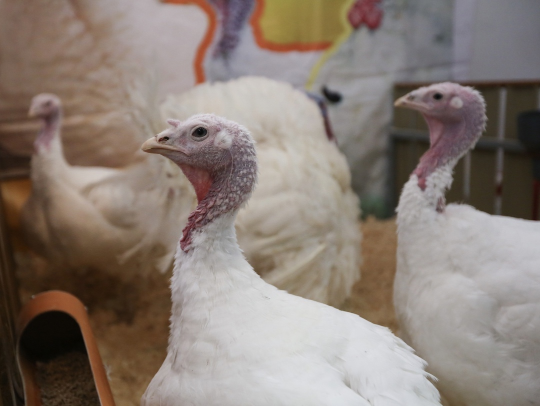 В 2025 году себестоимость производства индейки вырастет на 8-10%