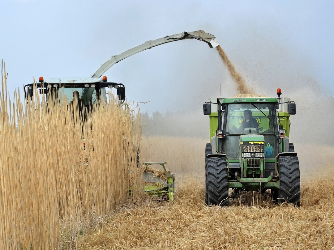 Урожай зерна в 2024 году с учетом новых регионов составил 128,1 млн т в чистом весе, следует из проекта ежегодного доклада Минсельхоза президенту о состоянии…