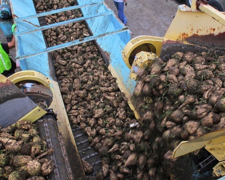 По данным аналитической службы Союзроссахара, по состоянию на 13 марта переработку сахарной свеклы урожая 2024 года продолжают два сахарных завода,…