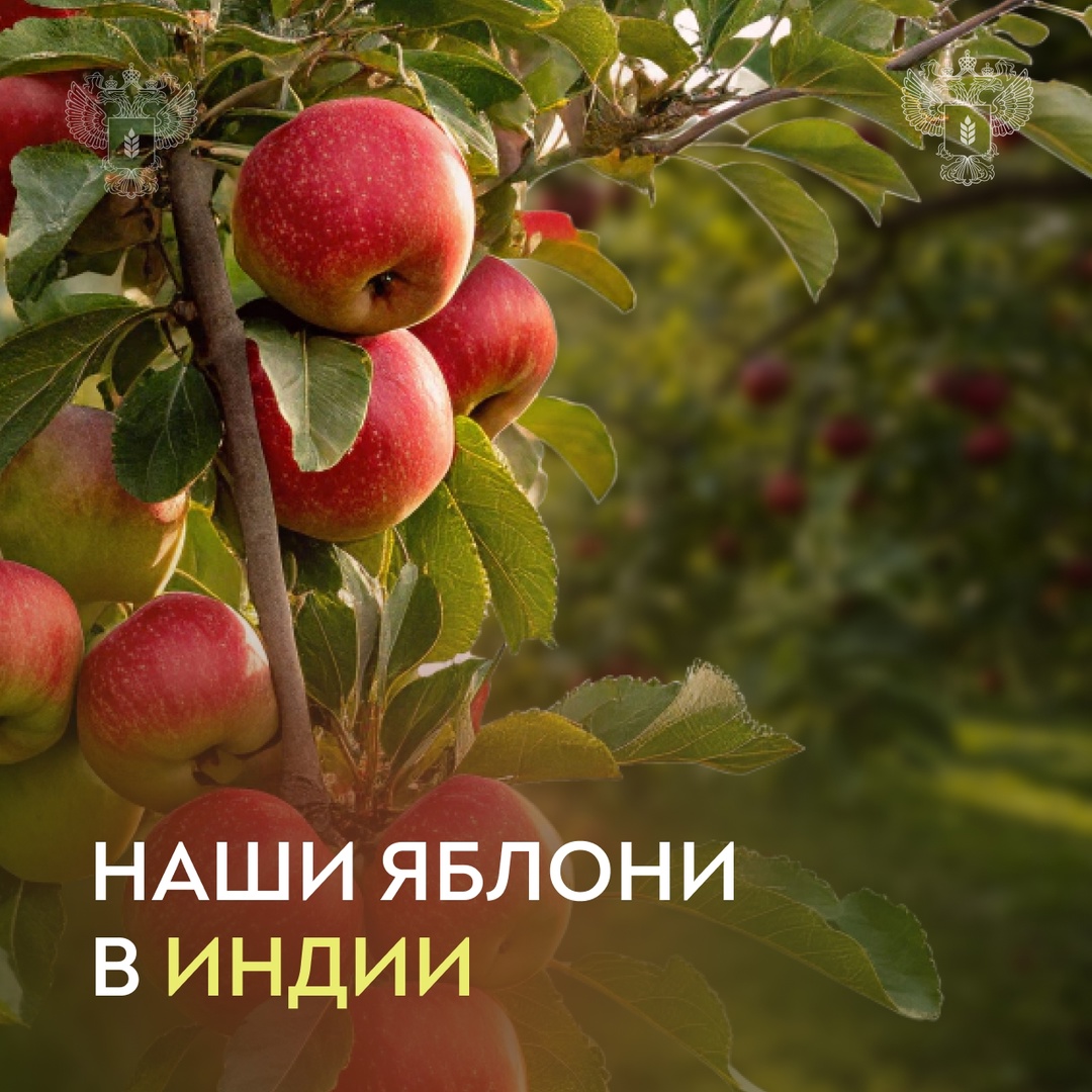 Российские яблони зацветут на берегах Ганга