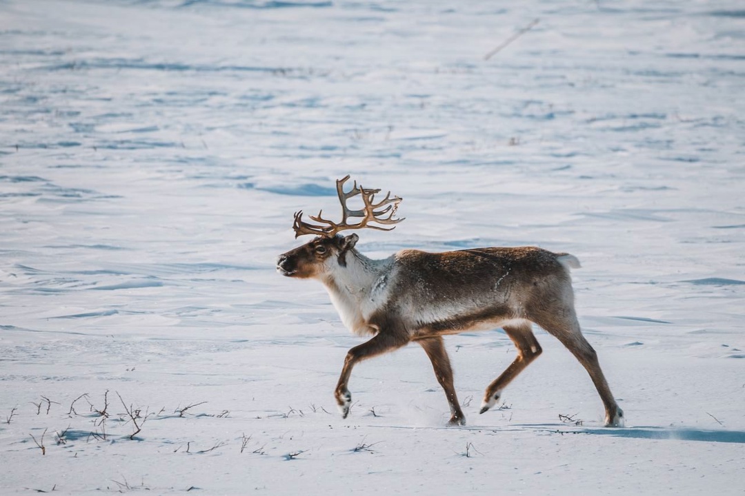 Настоящая Арктика: красота дикой природы