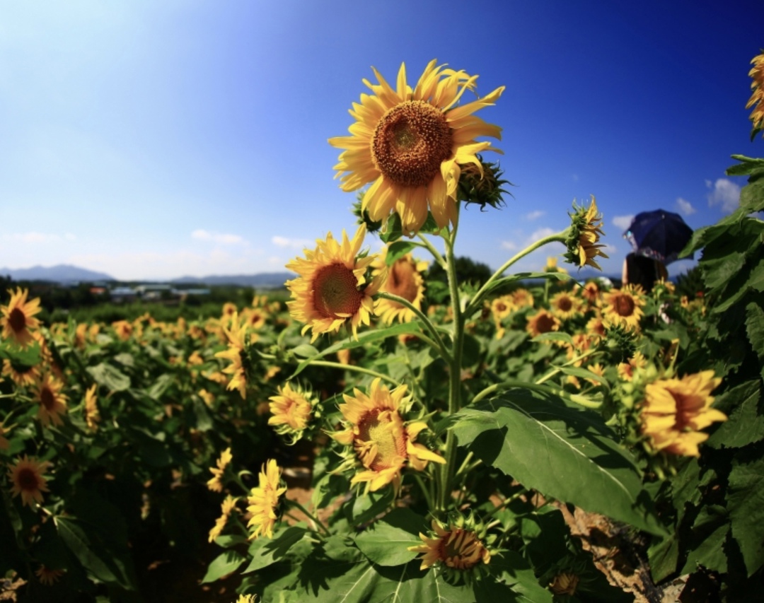 Цены на подсолнечник и подсолнечное масло на прошлой неделе росли. Так, по данным портала OilWorld на Европейской части страны цена закупки масла увеличилась…