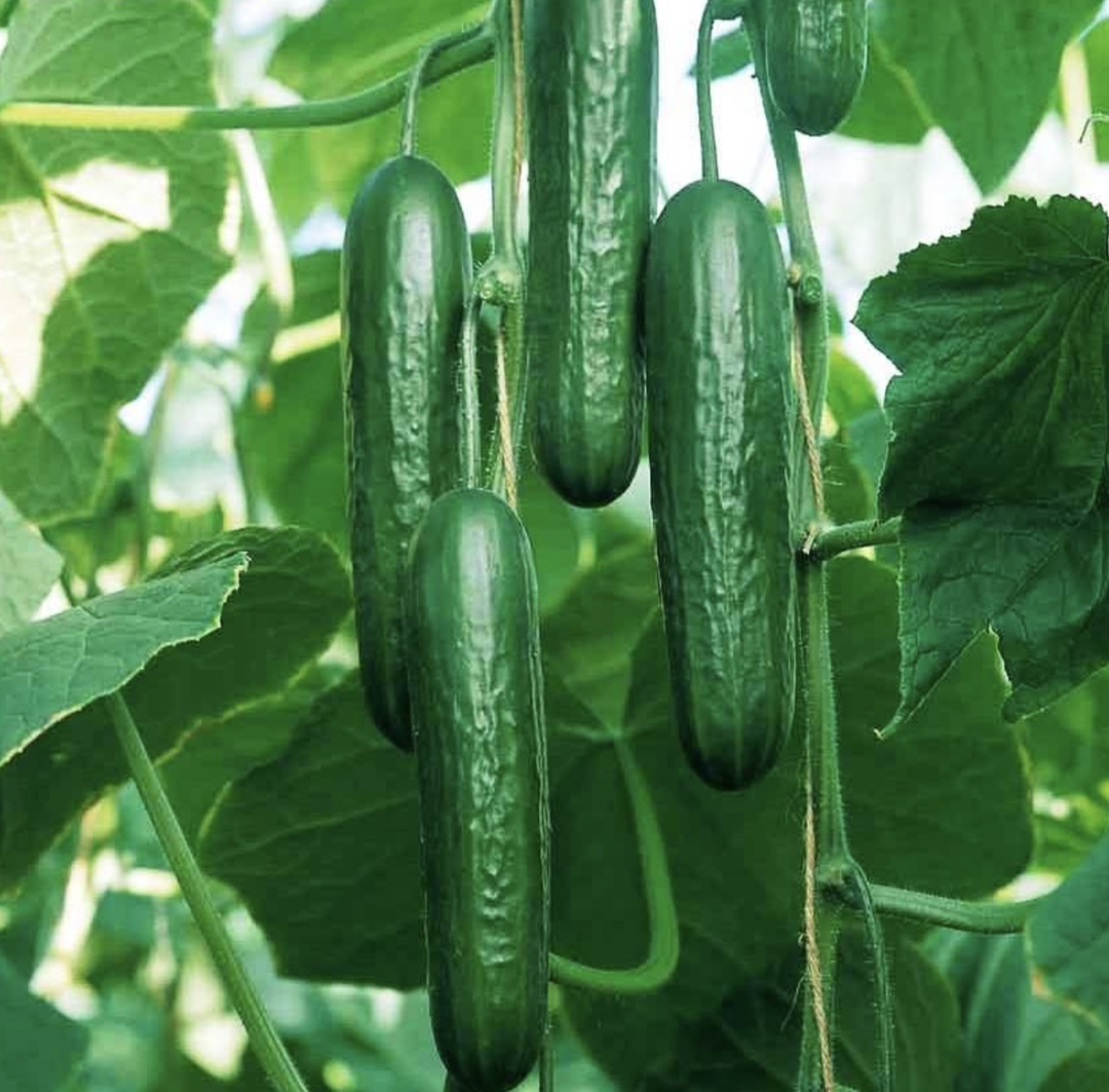 Производители тепличных овощей не проявляют активного интереса к переходу на отечественные семена, но готовы рассматривать их в случае перебоев с импортными…