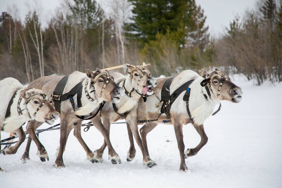 Этнофестиваль народа ханты Гостеприимная Югра встречает туристов. Главное развлечение сезона — соревнования оленеводов, которые проходят при поддержке ЛУКОЙЛа.