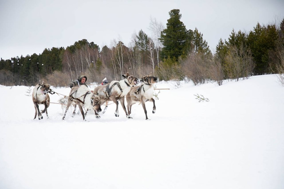 Этнофестиваль народа ханты Гостеприимная Югра встречает туристов. Главное развлечение сезона — соревнования оленеводов, которые проходят при поддержке ЛУКОЙЛа.
