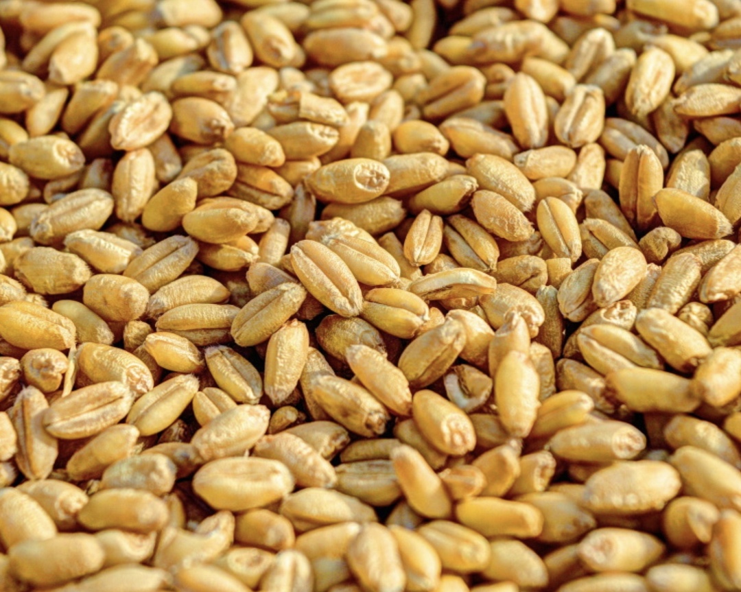 Экспортные цены на российскую пшеницу с протеином 12,5% с поставкой в марте на прошедшей неделе оставались на прежних уровнях – до $248/т FOB (диапазон…