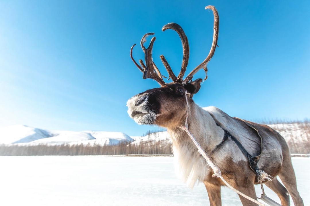 АЛРОСА подарит вахтовый автомобиль "Урал" команде-победителю соревнований среди оленеводов в Якутске