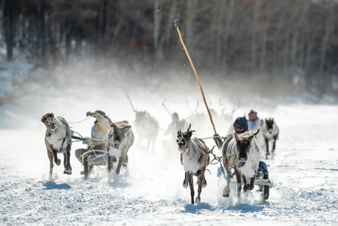 АЛРОСА подарит вахтовый автомобиль "Урал" команде-победителю соревнований среди оленеводов в Якутске