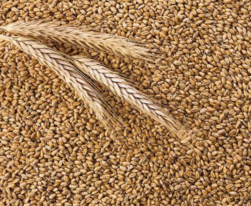 На прошлой неделе закупочные цены на пшеницу с протеином 12,5% в глубоководных портах уменьшились до 17,3–17,8 тыс. руб./т против 17,5–18 тыс. руб