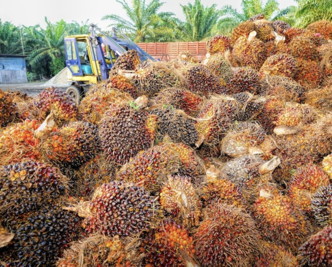 Россия третий год подряд сокращает ввоз пальмового масла, в 2024-м он был минимальным за десять лет и составил 795 тыс. т, следует из расчета РИА «Новости» по…