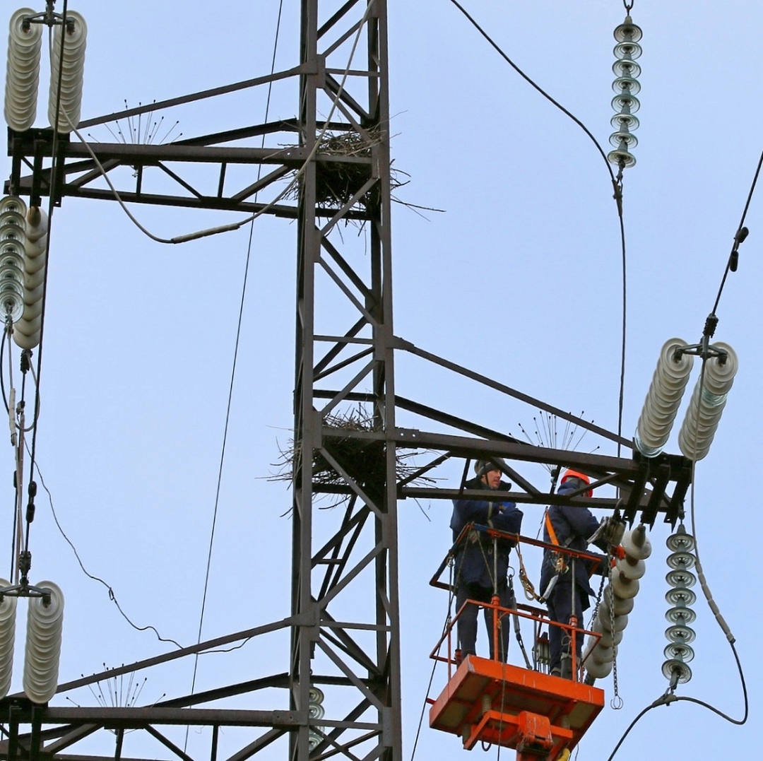 Как защитить птиц от ЛЭП (а ЛЭП - от птиц)?