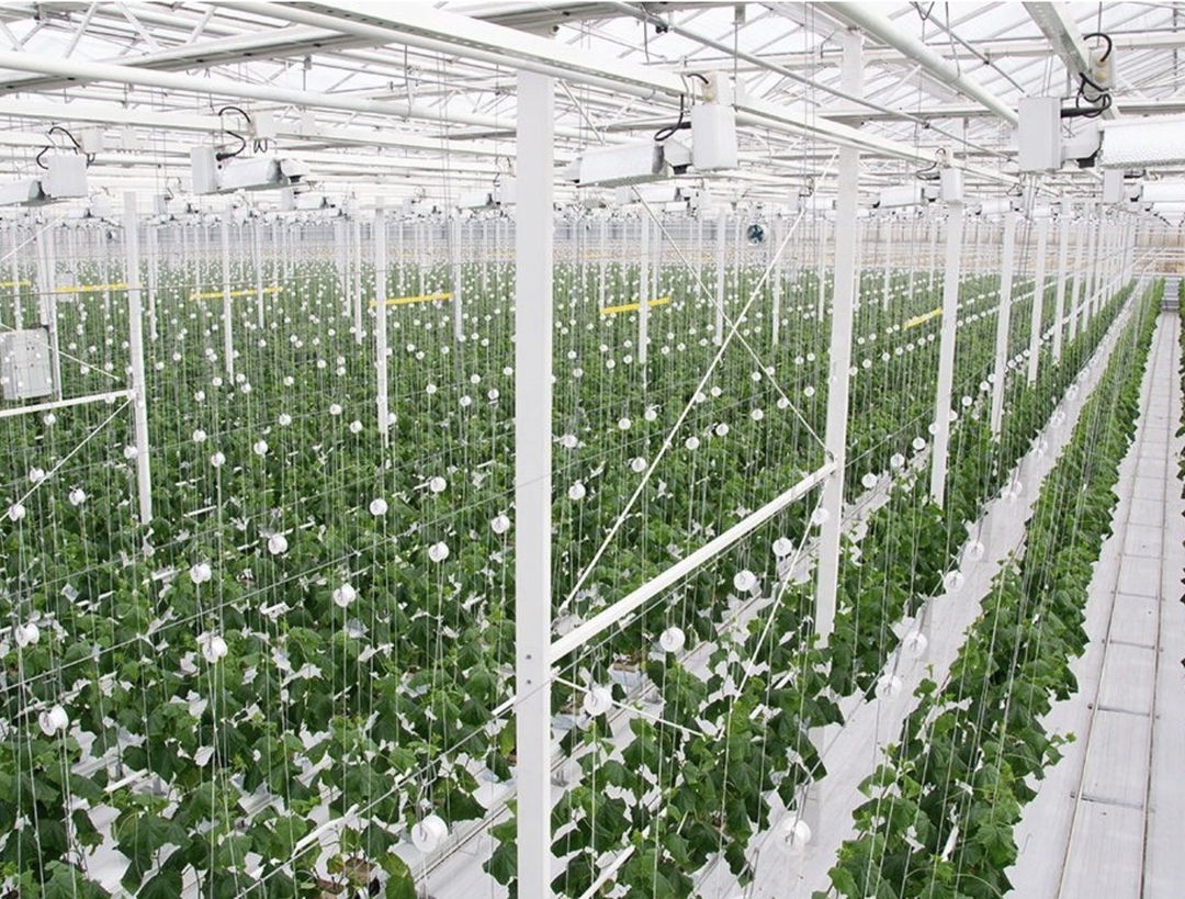 Компания «Овощи Дальнего Востока» (ГК «РОСТ») планирует построить в Хабаровском крае тепличный комплекс площадью 30 га, сообщил губернатор региона Дмитрий…