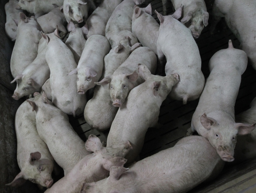 Новгородский агрохолдинг «Адепт», который занимается свиноводством и выпуском готовой мясной продукции, ведет переговоры о продаже своих активов структурам…