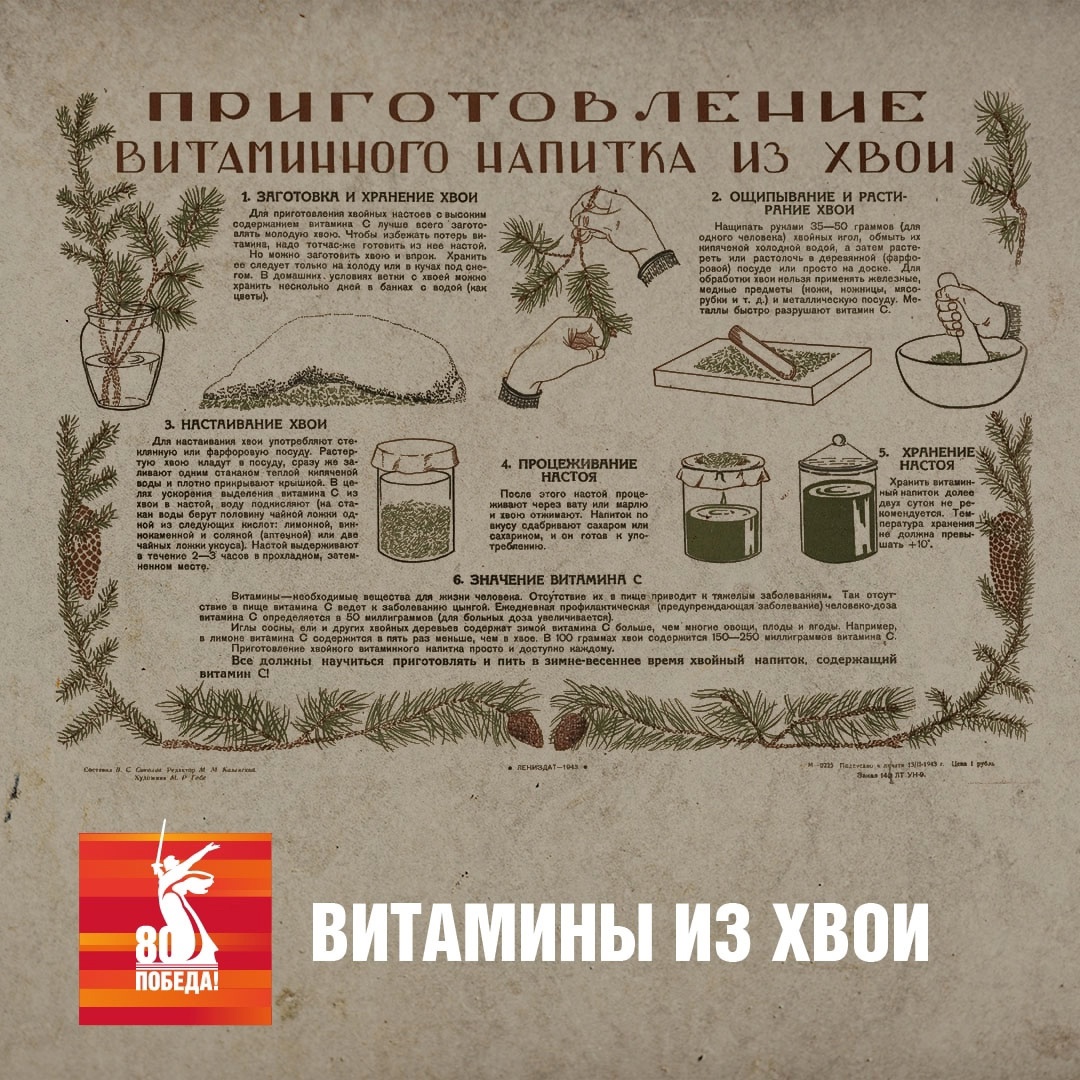 Хвоя и наука против цинги В блокадном Ленинграде ещё одним врагом, сопоставимым с голодом, была цинга