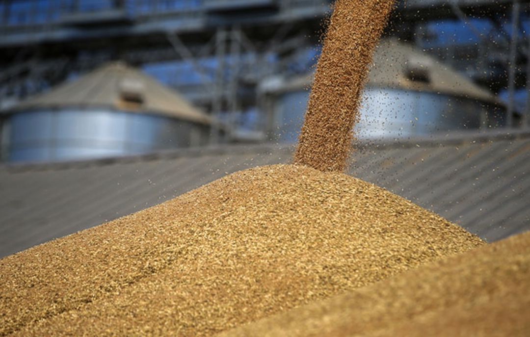 По прогнозу Международного совета по зерну (International Grains Council, IGC), экспорт зерновых из России в сезоне-2025/26 составит 51,8 млн т, включая 42,5…