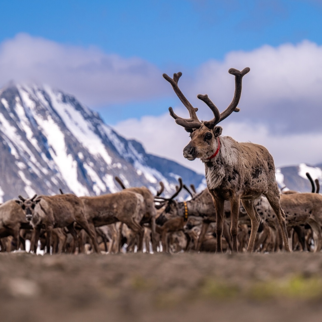 «Про такие места легко рассказывать — они сами напевают мотив», — сказал один из путешественников, побывавший на Полярном Урале
