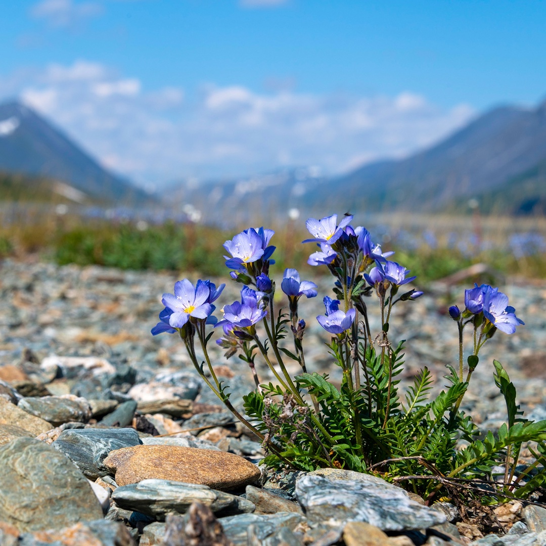 «Про такие места легко рассказывать — они сами напевают мотив», — сказал один из путешественников, побывавший на Полярном Урале