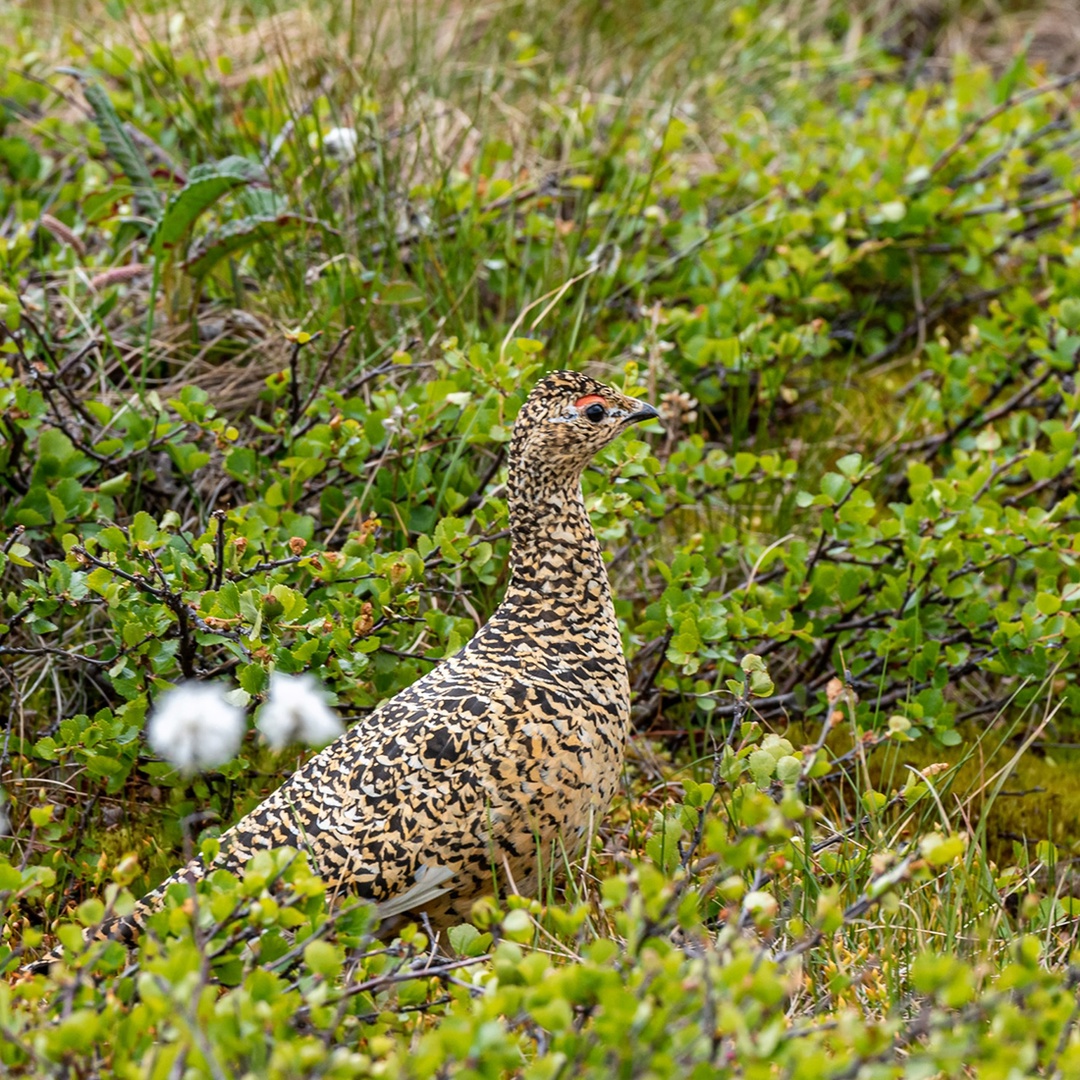 «Про такие места легко рассказывать — они сами напевают мотив», — сказал один из путешественников, побывавший на Полярном Урале
