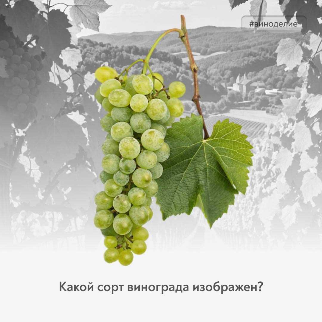 Мечта дачника Новый герой винного квиза – свежий, молодой, неприхотливый, родом из Болгарии.