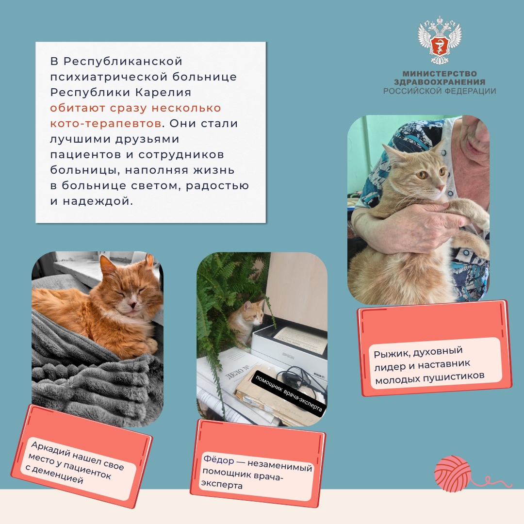 Медкотики России В эту пятницу мы предлагаем вам расслабиться после рабочей недели и поймать дзен.