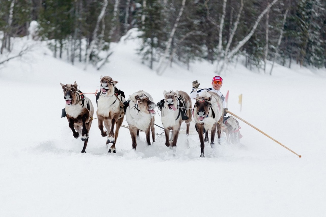 День оленевода в Харампуре Уникальный народный колорит, ледяная красота русского Севера и настоящий праздник: в деревне Харампур на Ямале при поддержке…