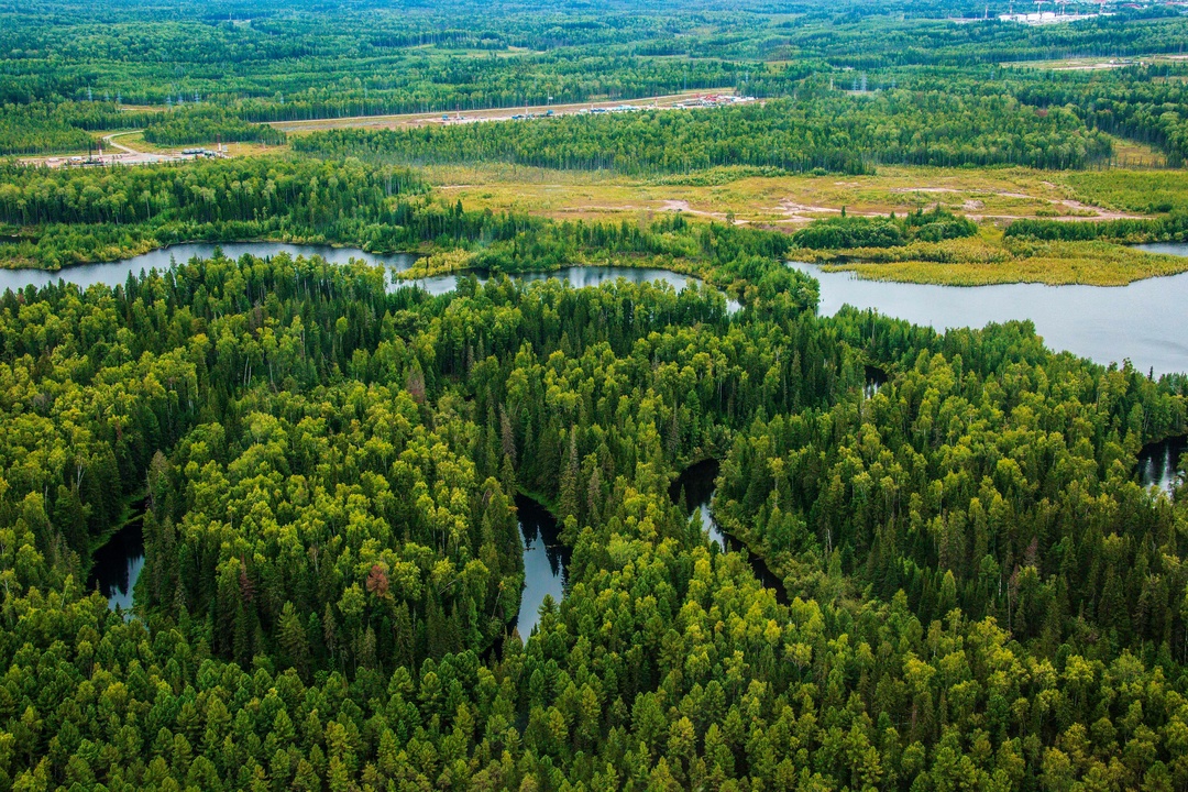 Зелёные рекорды 2024 года В 2024 году «Роснефть» высадила почти 11 миллионов деревьев — только представьте, это как 4,5 тысячи футбольных полей!