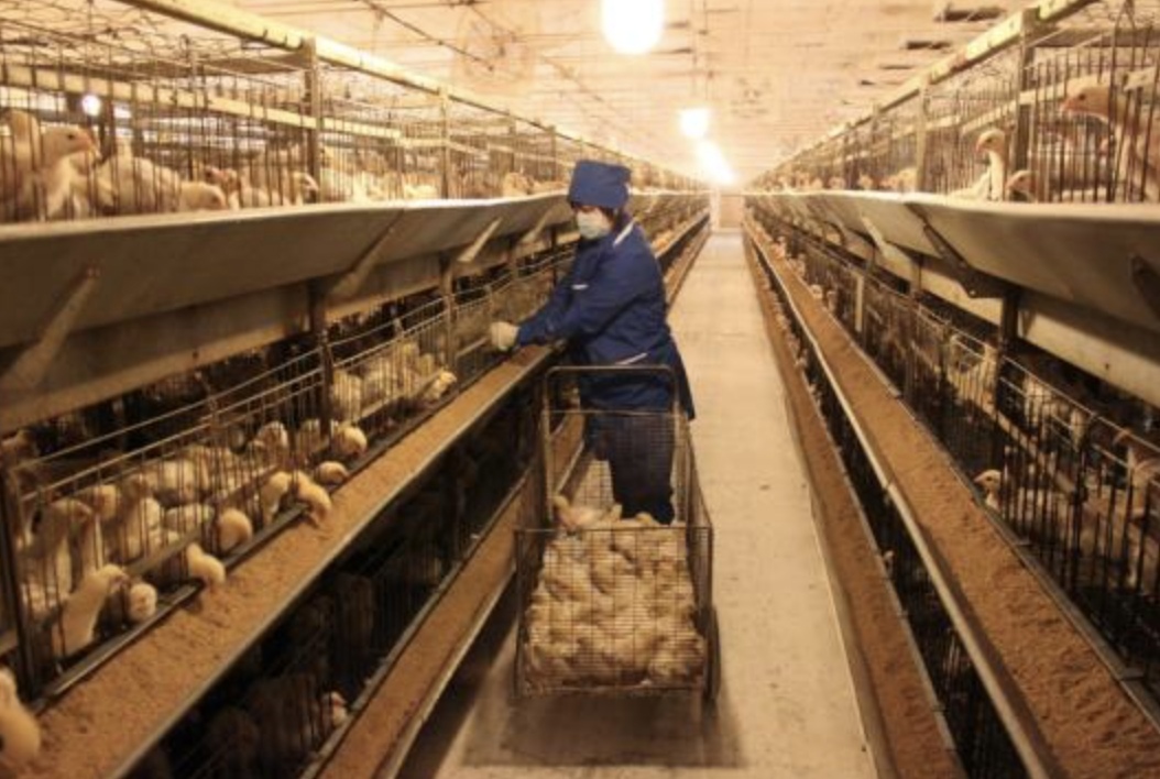 Агрохолдинг «Равис — Птицефабрика Сосновская» - владелец закрытой Среднеуральской птицефабрики - не планирует возобновлять производство