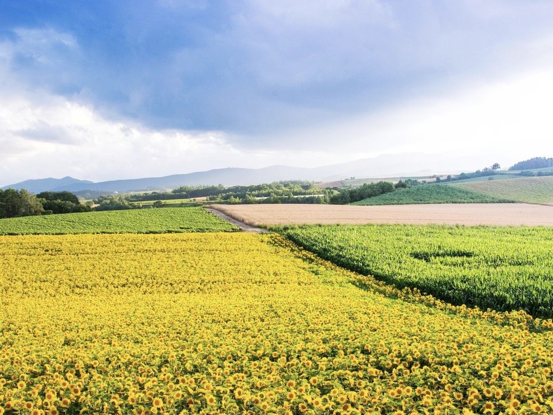 По предварительным оценкам Института конъюнктуры аграрного рынка (ИКАР), урожай масличных в сезоне-2025/26 может составить 33 млн т (без учета новых регионов,…
