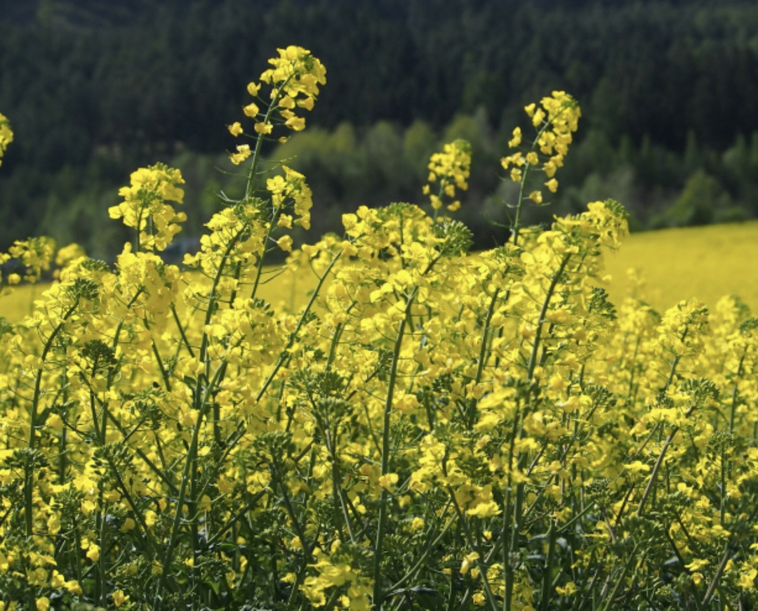 По мнению управляющего директора в инвестбанковском подразделении Россельхозбанка Ильи Шумова, на данный момент в масложировом секторе складывается не самая…