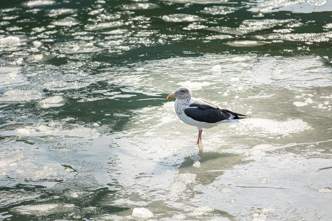 У причалов Владивостокского морского торгового порта можно встретить самых разнообразных птиц