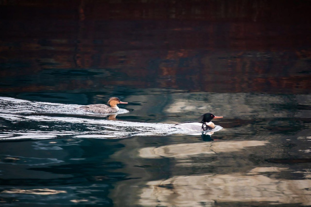 У причалов Владивостокского морского торгового порта можно встретить самых разнообразных птиц