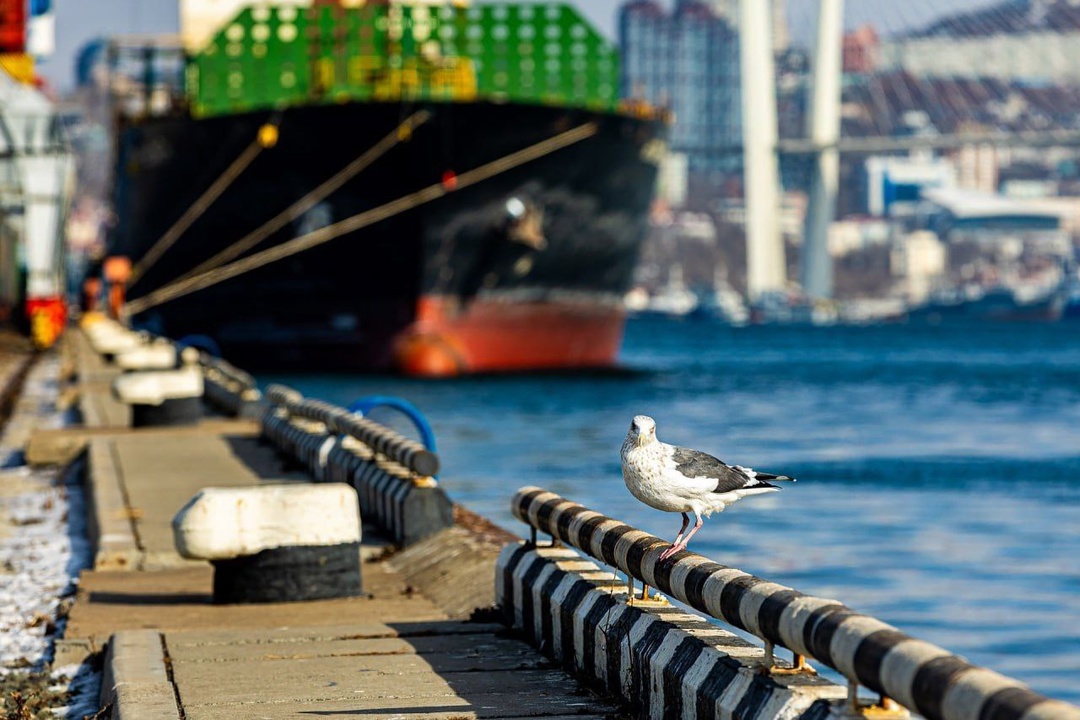 У причалов Владивостокского морского торгового порта можно встретить самых разнообразных птиц
