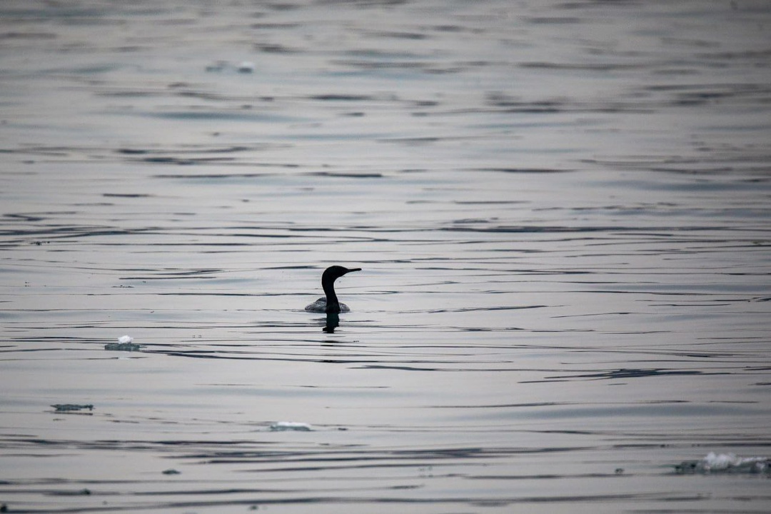 У причалов Владивостокского морского торгового порта можно встретить самых разнообразных птиц