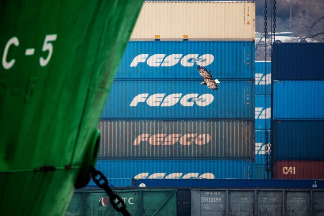 У причалов Владивостокского морского торгового порта можно встретить самых разнообразных птиц