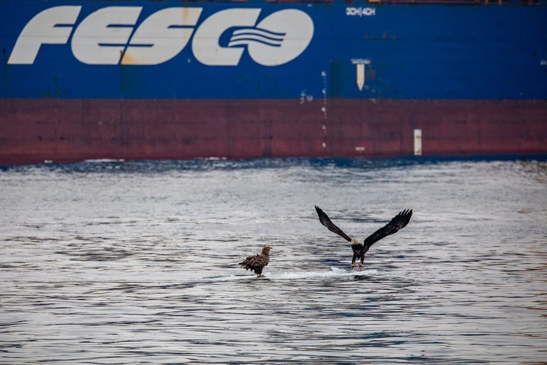 У причалов Владивостокского морского торгового порта можно встретить самых разнообразных птиц