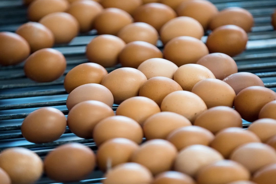 Пострадавшая от гриппа птиц птицефабрика «Пионерское» на Камчатке восстанавливает поголовье, выпустить первую партию яиц планируется в третьей декаде мая,…