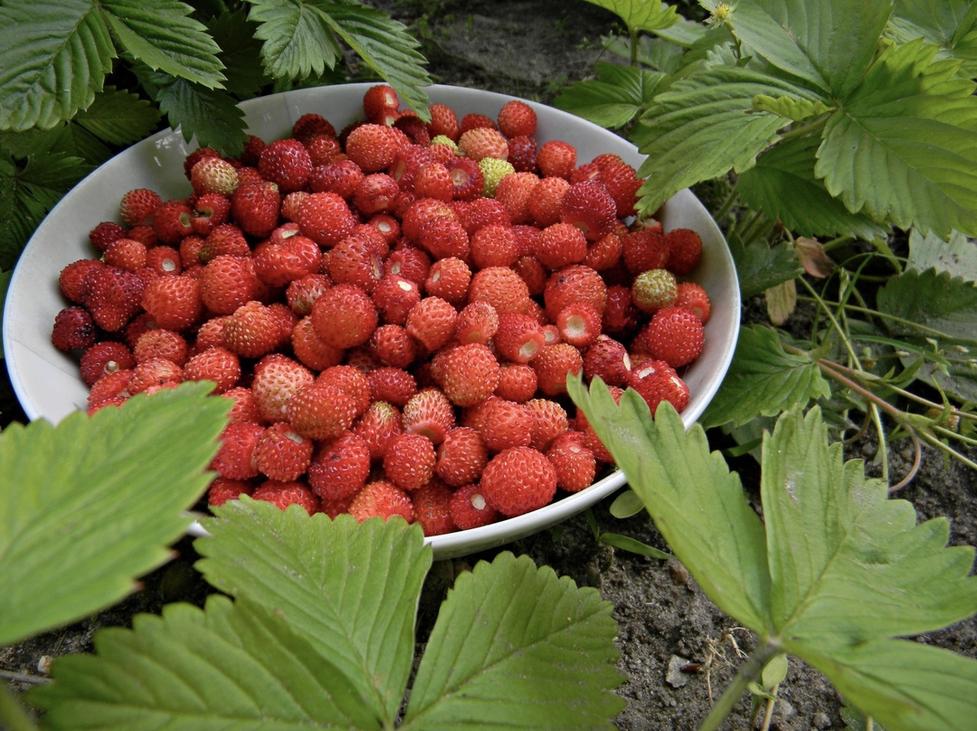 Зимняя и весенняя погода сопряжена с некоторыми рисками для будущего урожая ягод. В числе факторов, которые могут негативно повлиять на производство ягод в…