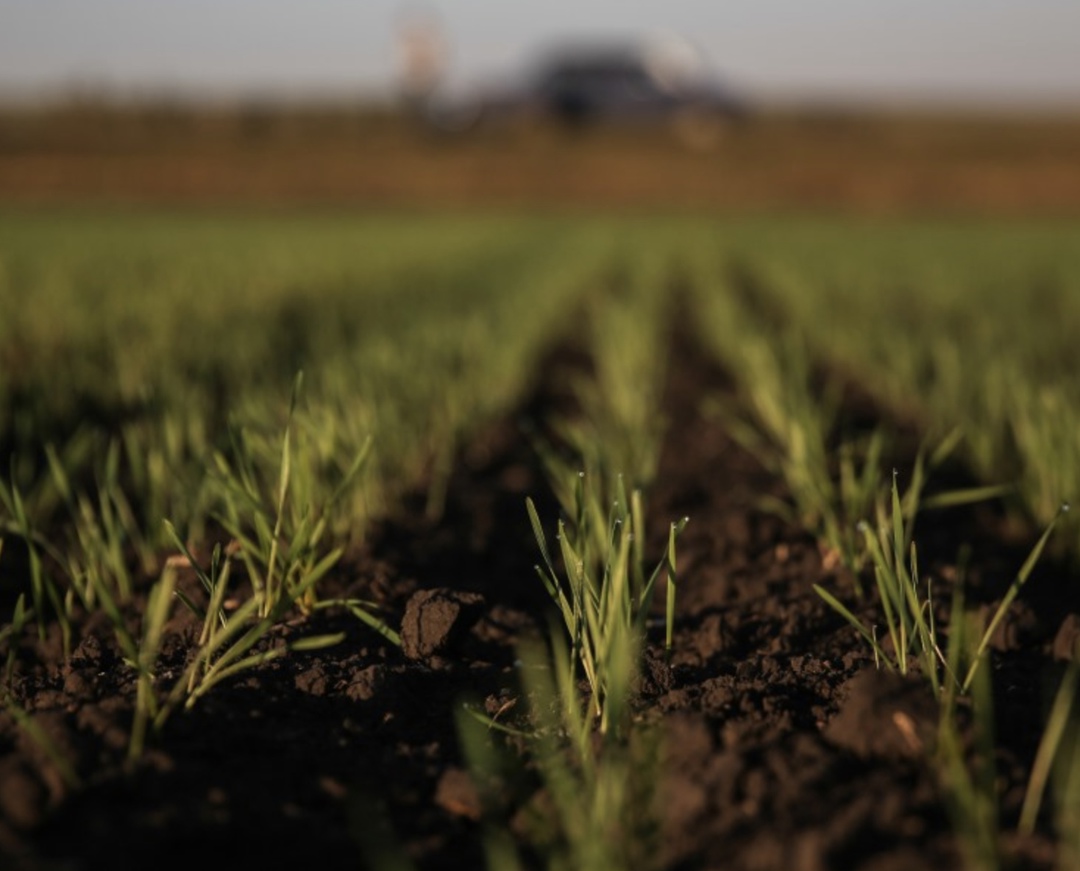 В ряде российских регионах аграрии уже вышли на поля: на юге страны уже стартовал яровой сев, где-то идет подкормка озимых и оценка их состояния